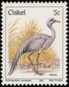 Blue Crane (Anthropoides paradisea)
